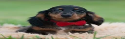 Miniature Dachshund dogs for sale: Maxco - Ad 1