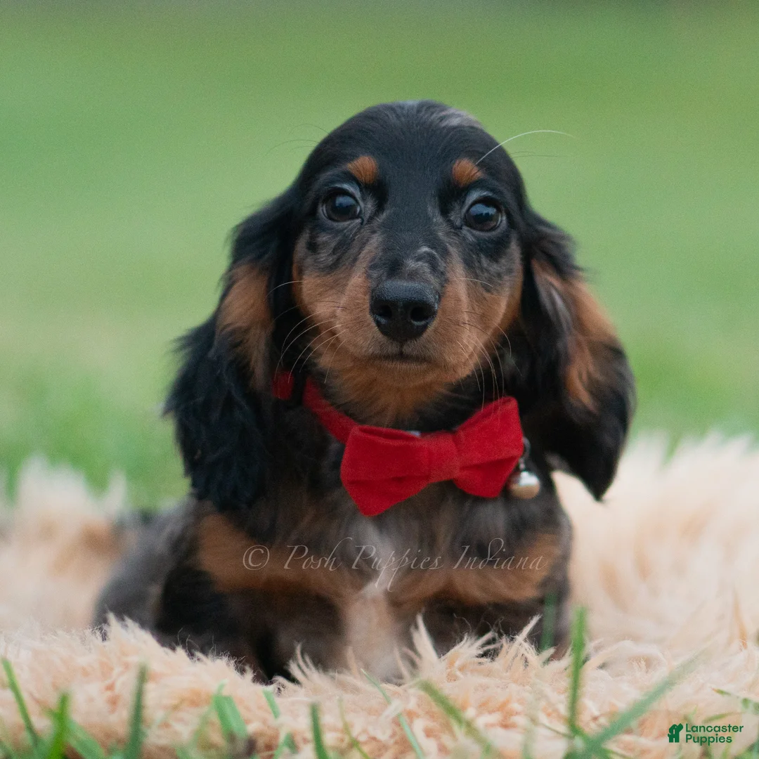 Miniature Dachshund dogs for sale: Maxco - Ad 1