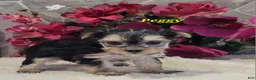 Morkie dogs for sale: Peggy - Ad 3
