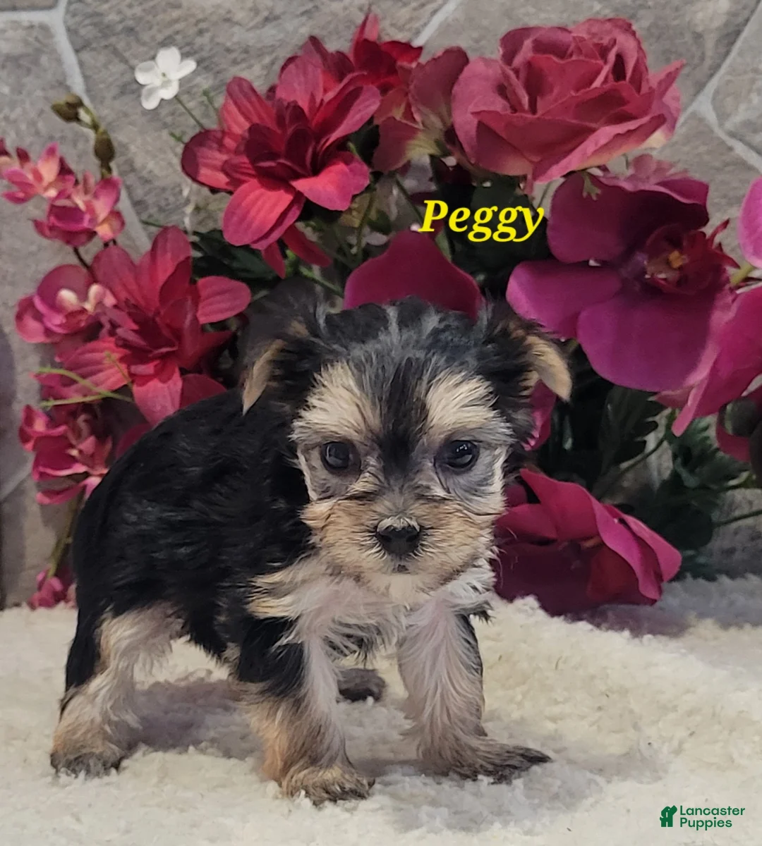 Morkie dogs for sale: Peggy - Ad 3