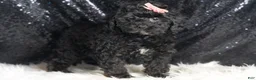 Toy Poodle dogs for sale: Luna - Ad 4