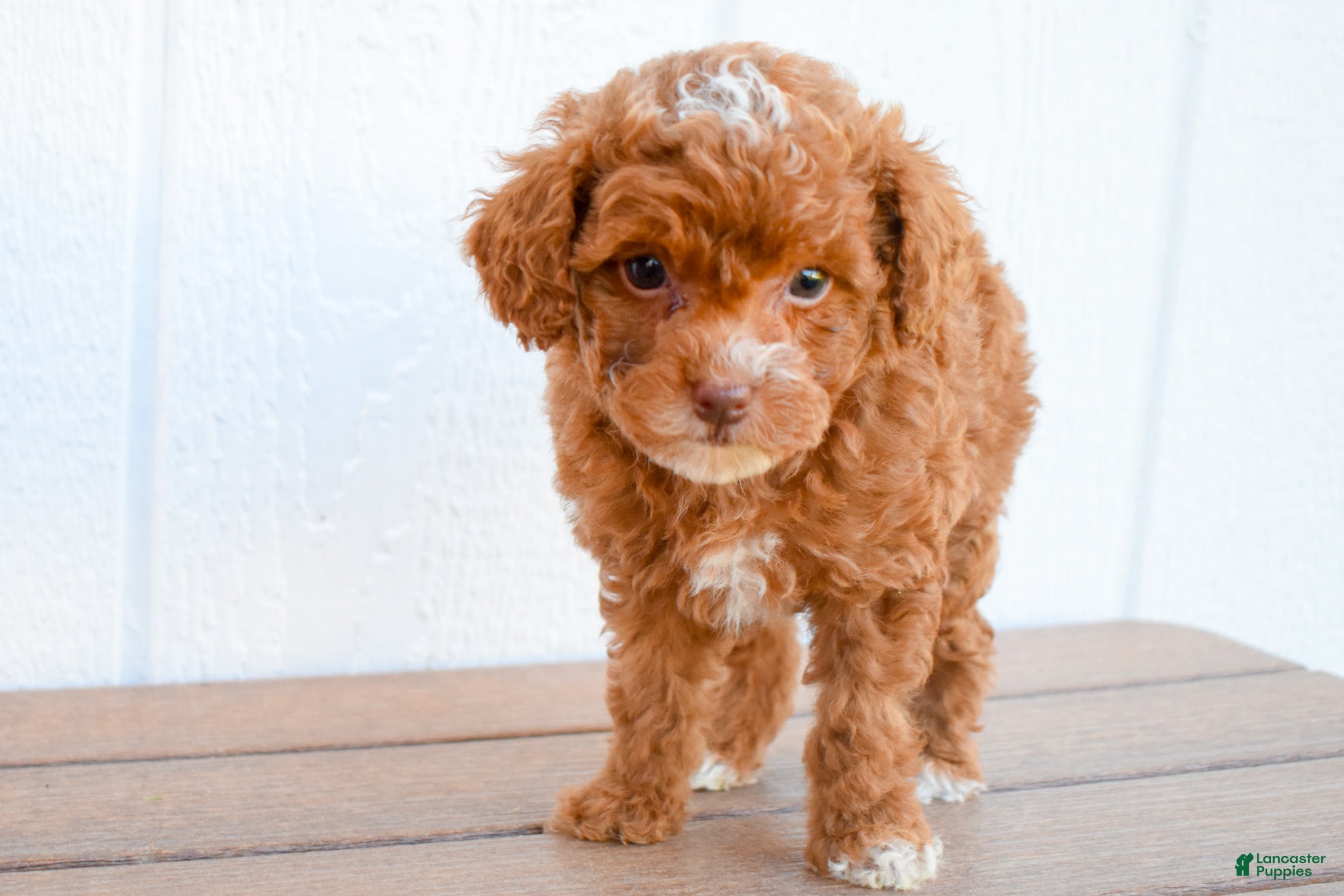Miniature Poodle dogs for sale: Dahlia 🐶 - Ad 1