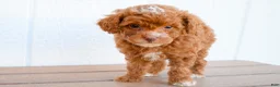 Miniature Poodle dogs for sale: Dahlia 🐶 - Ad 1