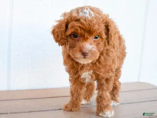Miniature Poodle dogs for sale: Dahlia 🐶 - Ad 1