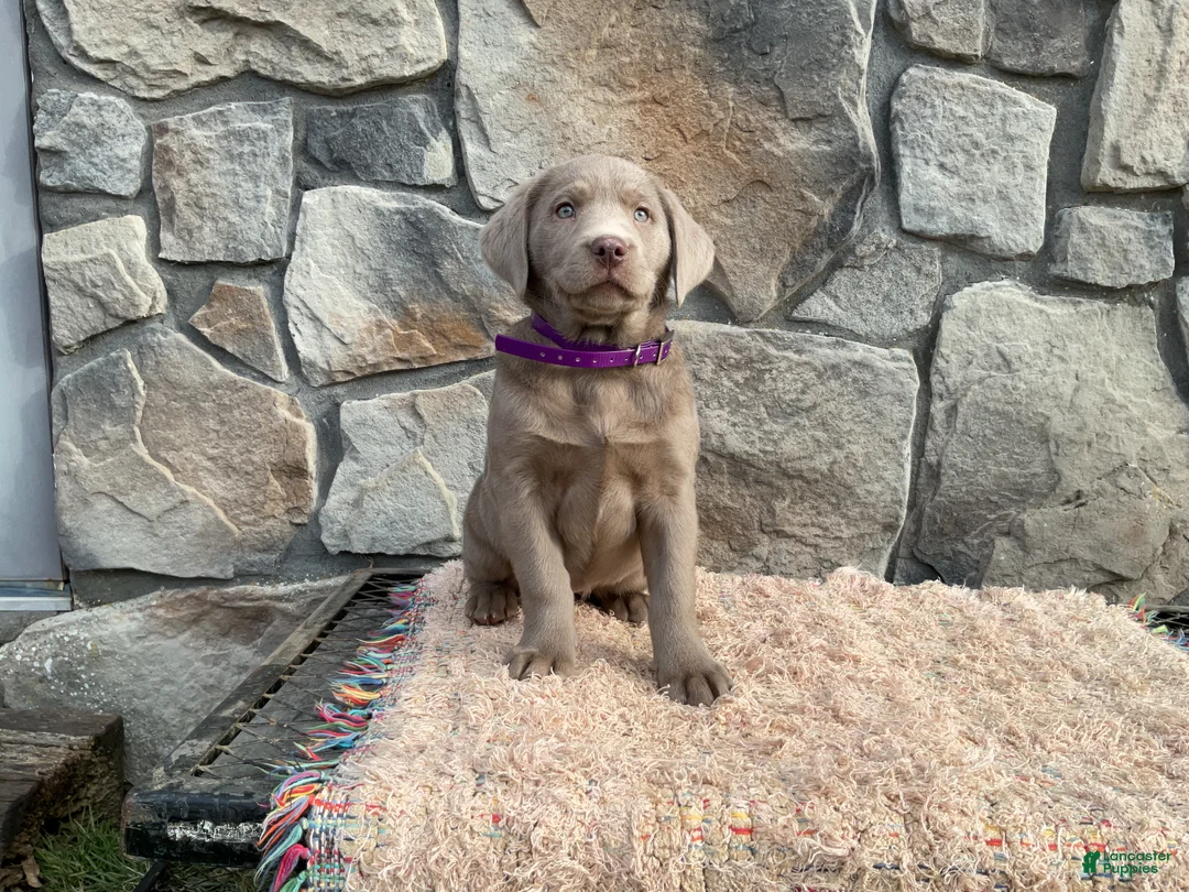 Labrador Retriever dogs for sale: Shadow  - Ad 2