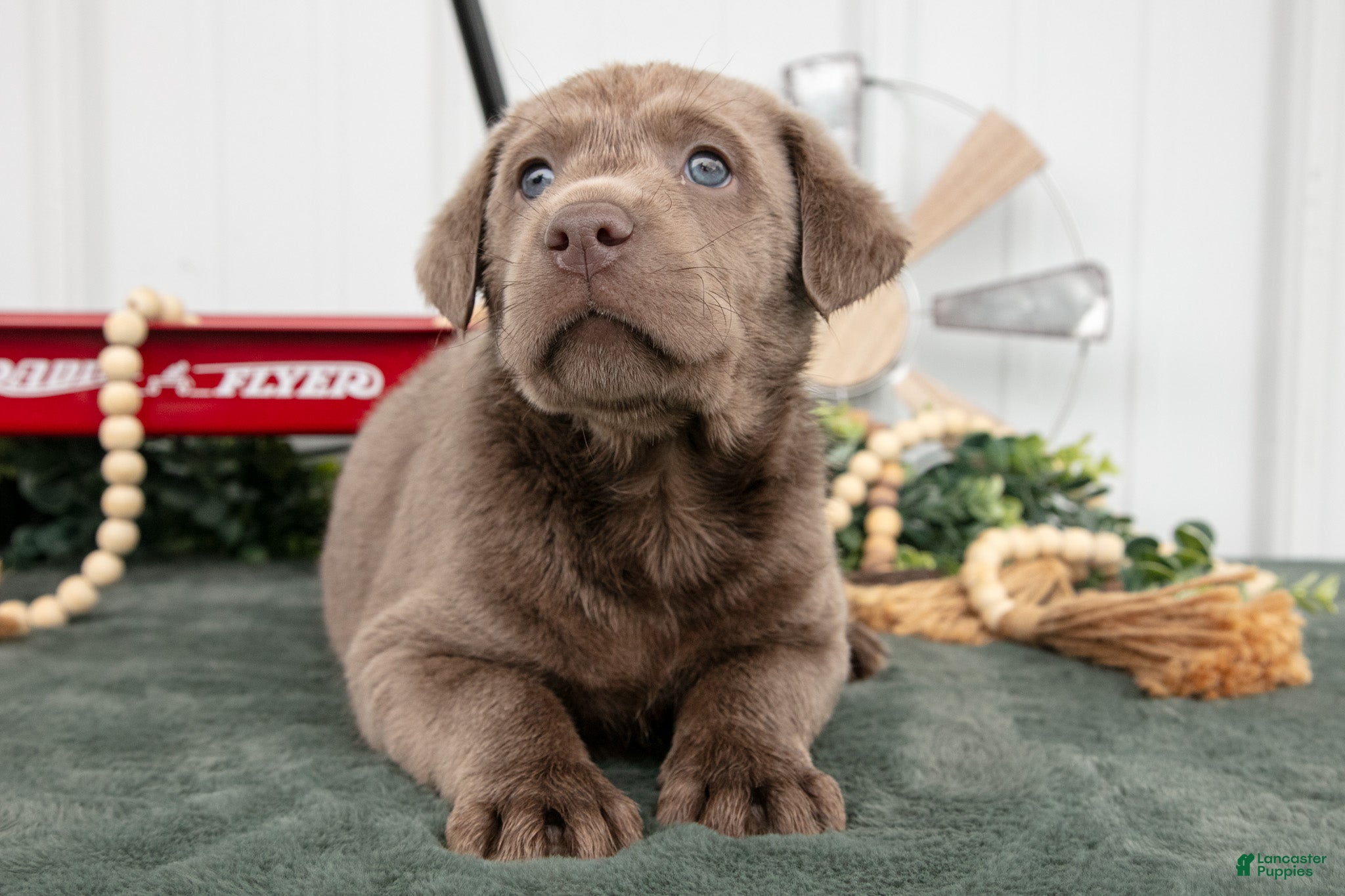 Labrador Retriever dogs Brutus - Ad 2