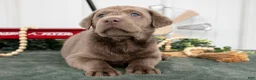 Labrador Retriever dogs for sale: Brutus - Ad 2