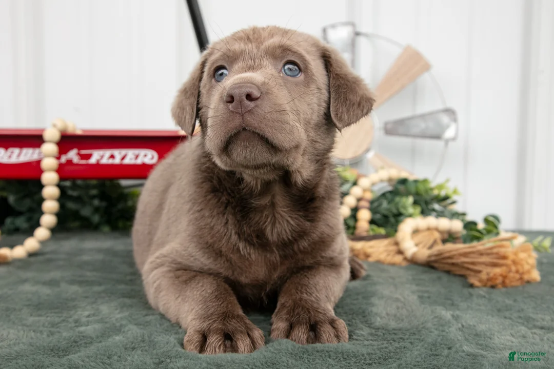 Labrador Retriever dogs for sale: Brutus - Ad 2