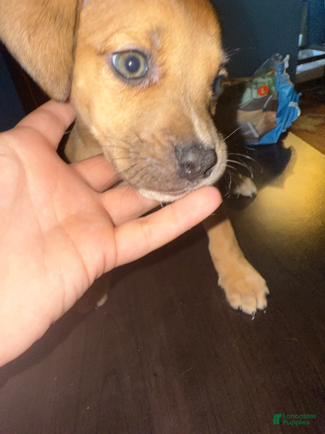 Mixed Breed dogs for sale: Mixed Breed Puppy 3 - Ad 6