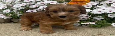 Linda