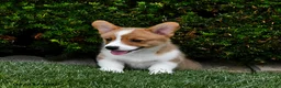 Welsh Corgi Pembroke dogs for sale: Pine - Ad 4