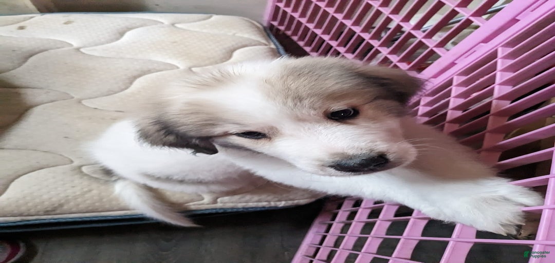 Gallery Image {{count}}