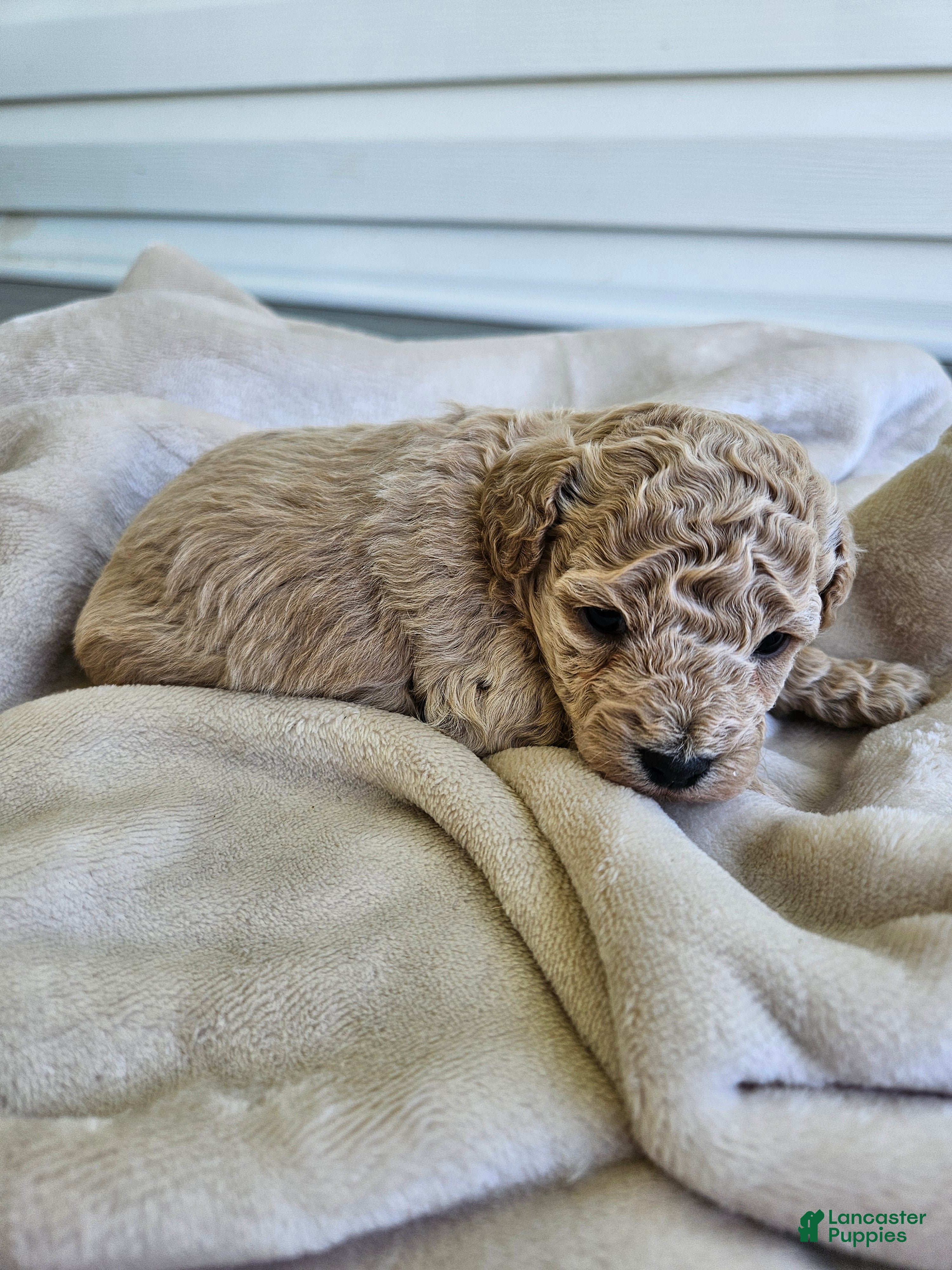 Bichpoo dogs Rocky - Ad 7