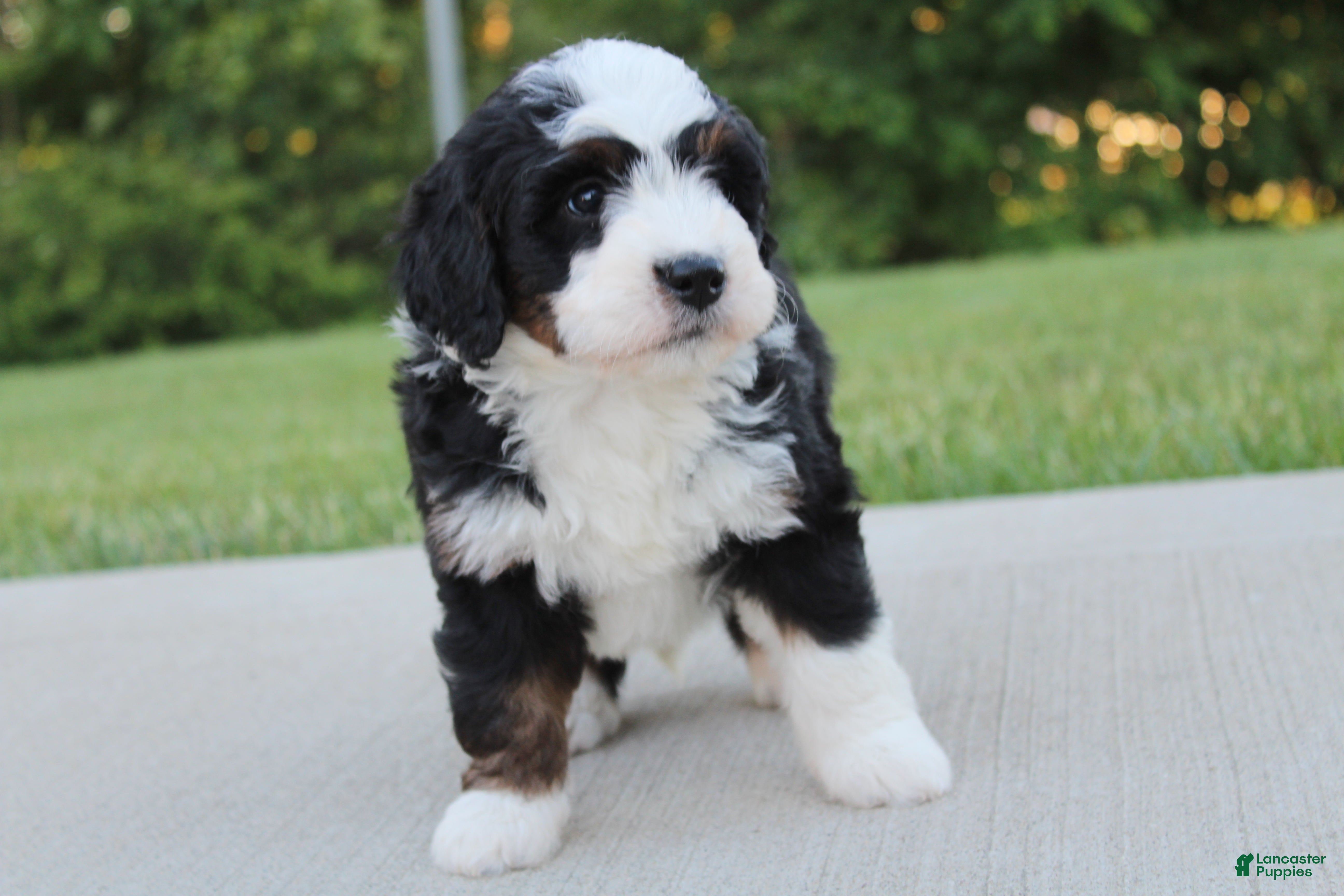 Mini Bernedoodle dogs Hazel - Ad 1