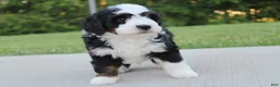 Mini Bernedoodle dogs for sale: Hazel - Ad 1