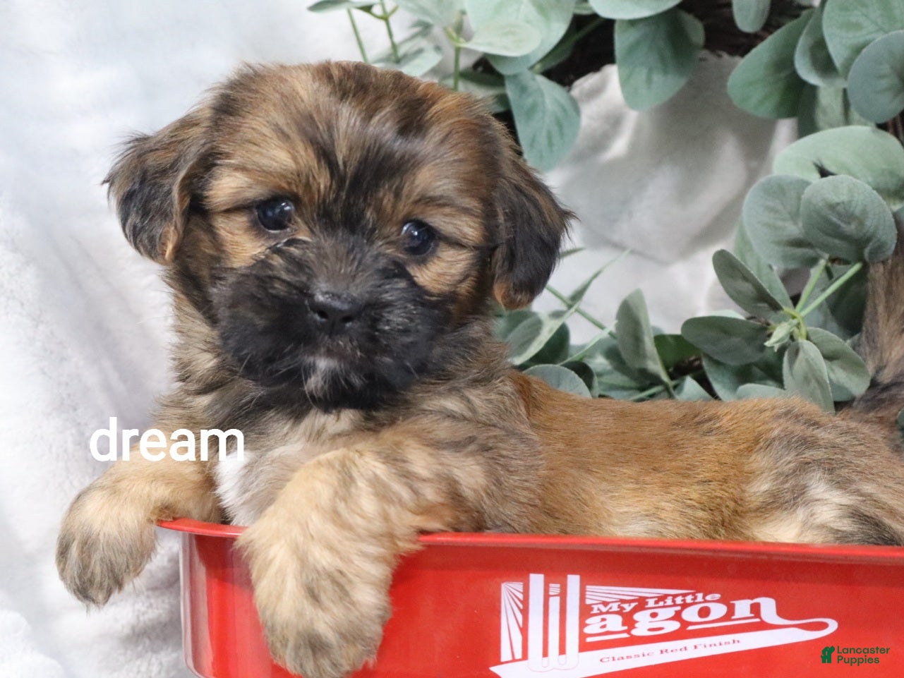 Mixed Breed dogs Briar - Ad 2