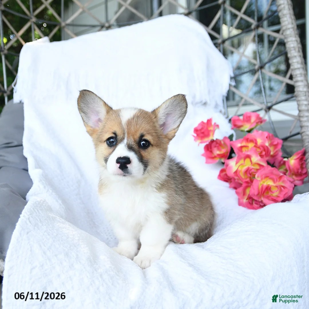 Welsh Corgi Pembroke dogs for sale: Koko - Ad 5