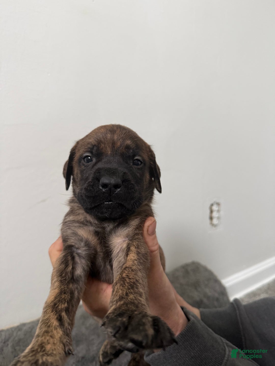 English Mastiff dogs for sale: English Mastiff Puppy 4 - Ad 1