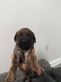 English Mastiff Puppy 4