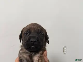 English Mastiff dogs English Mastiff Puppy 4 - Ad 38
