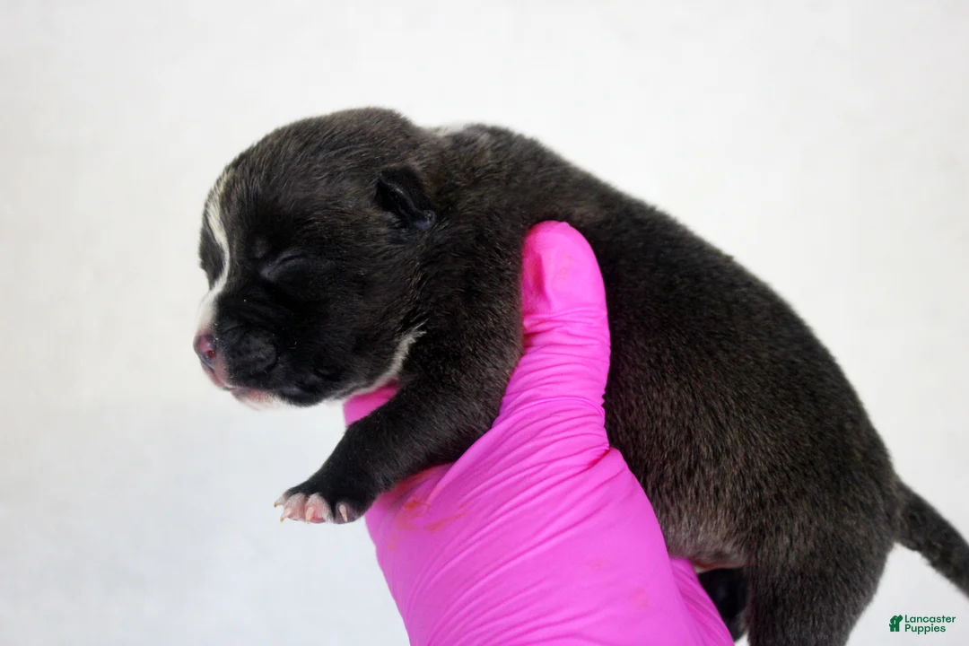 American Bully dogs for sale: Black Male - Ad 2
