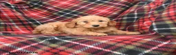 Mini Goldendoodle dogs for sale: Sandy - Ad 4