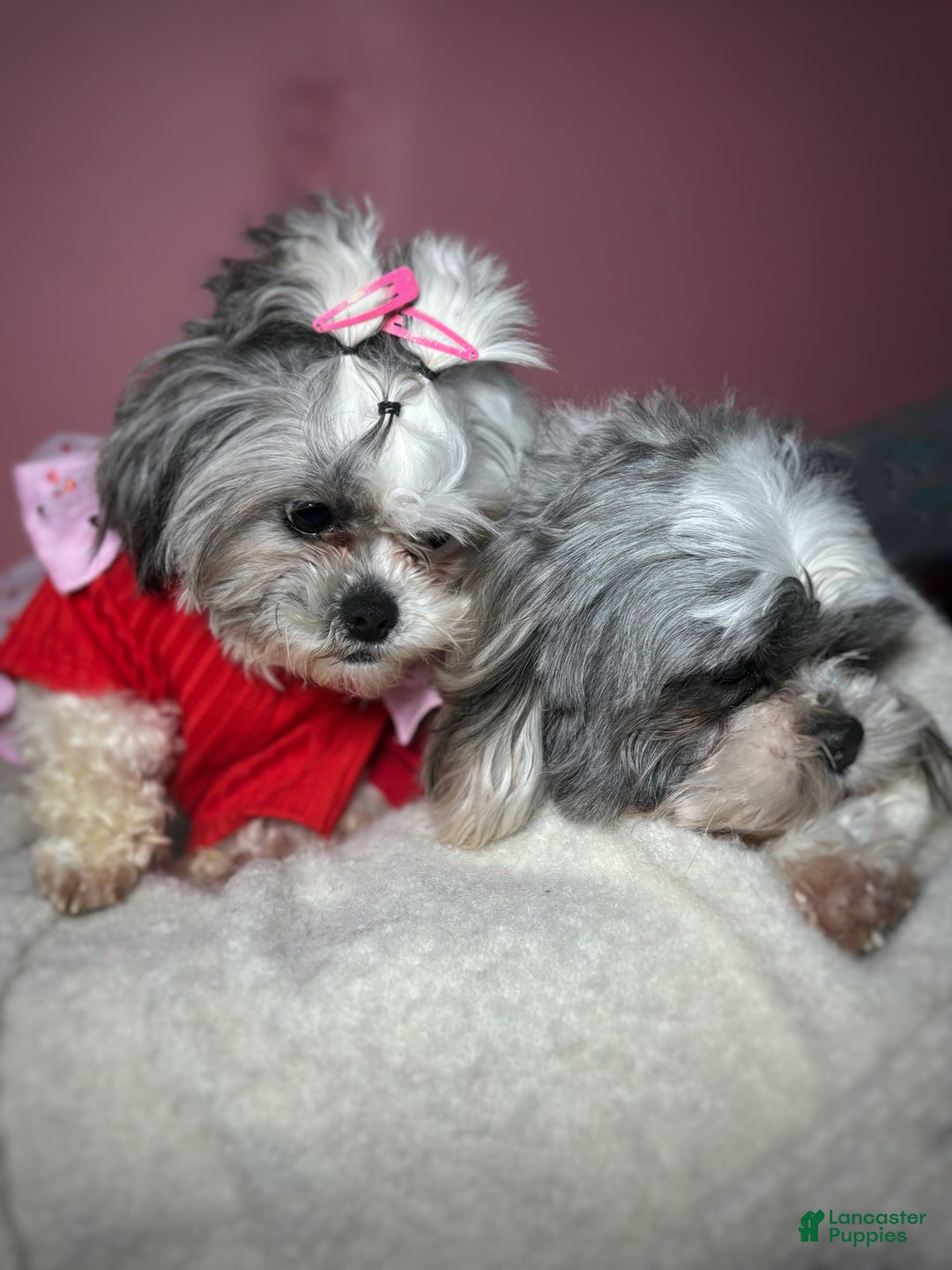Shihpoo dogs for sale: Shihpoo Puppy 2 - Ad 6