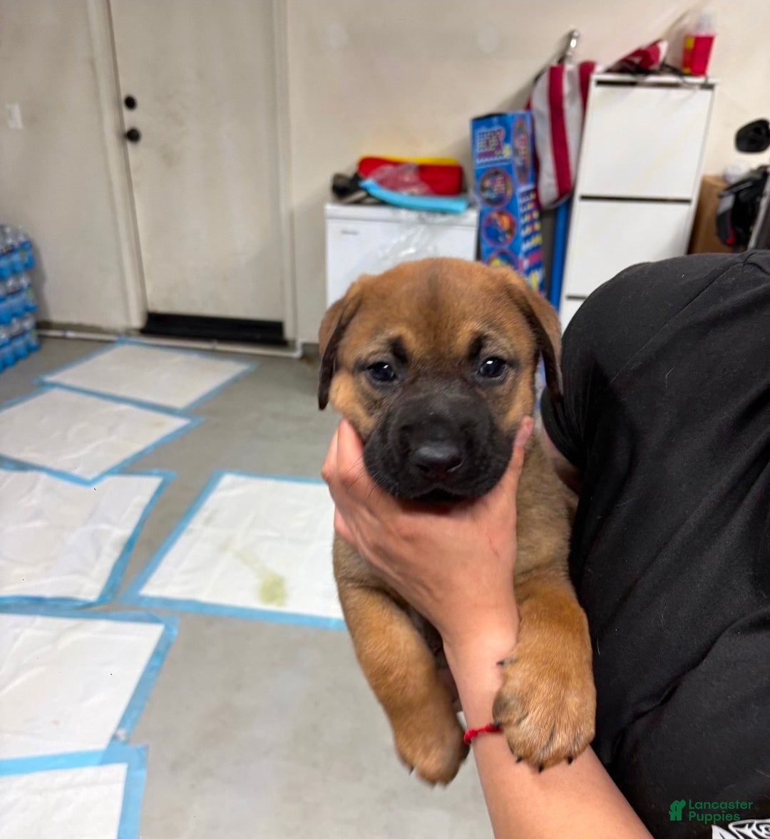 Mixed Breed dogs for sale: German shepherd/lab Mixed Breed Puppy 2 - Ad 1