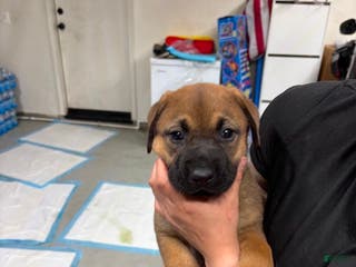 Mixed Breed dogs German shepherd/lab Mixed Breed Puppy 2 - Ad 2