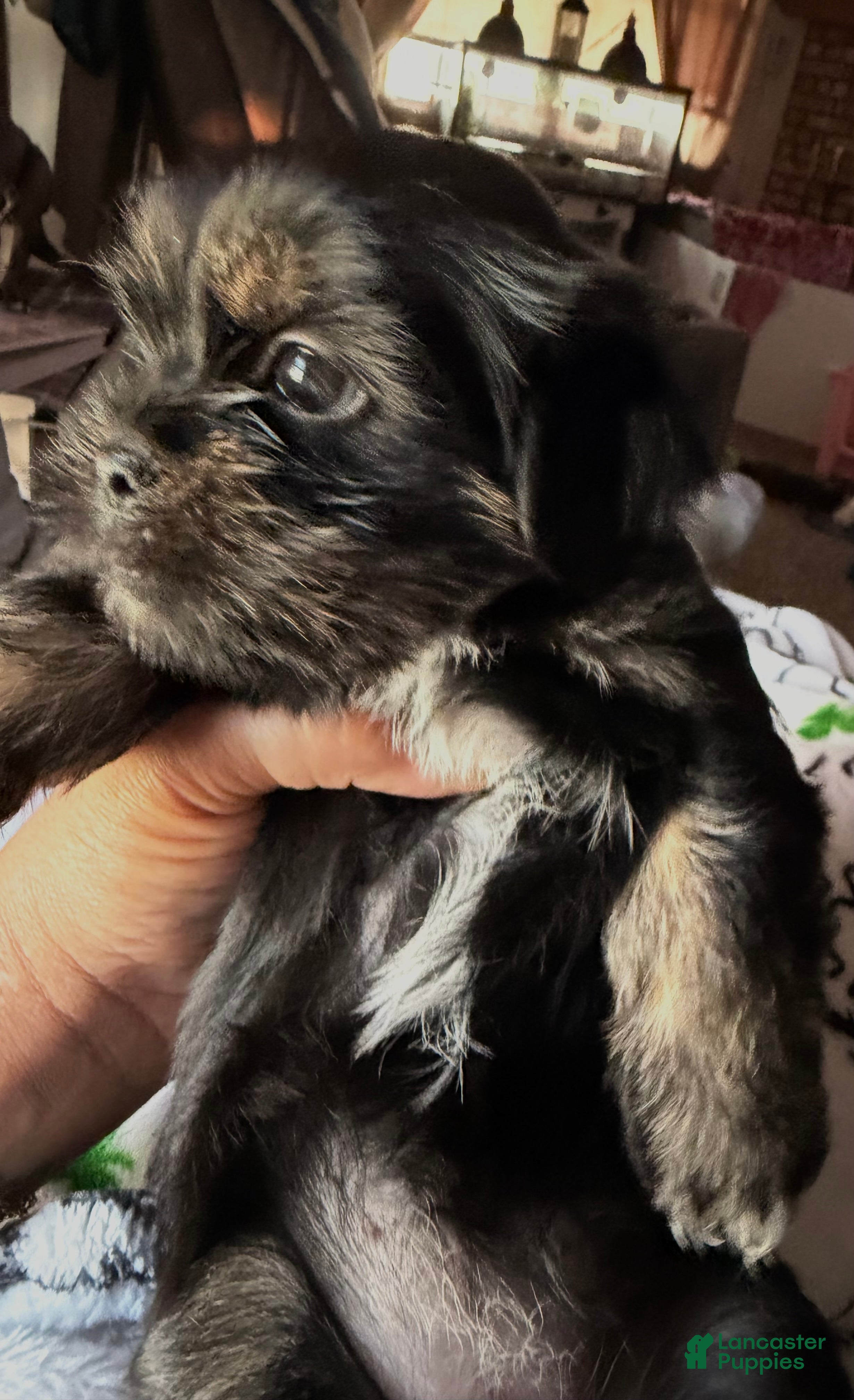 Shorkie dogs Mocha - Ad 29