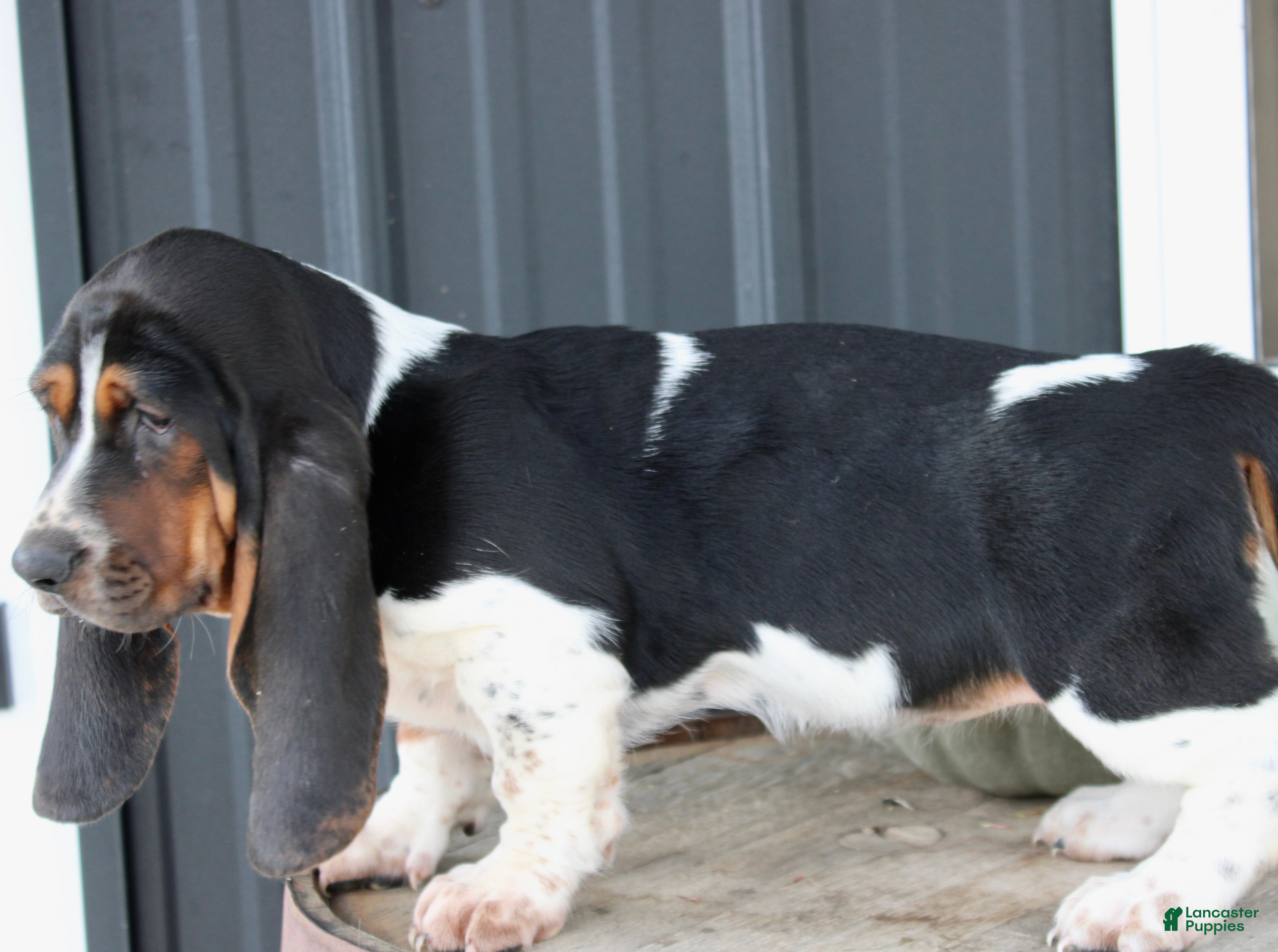 Basset Hound dogs Roxie - Ad 2