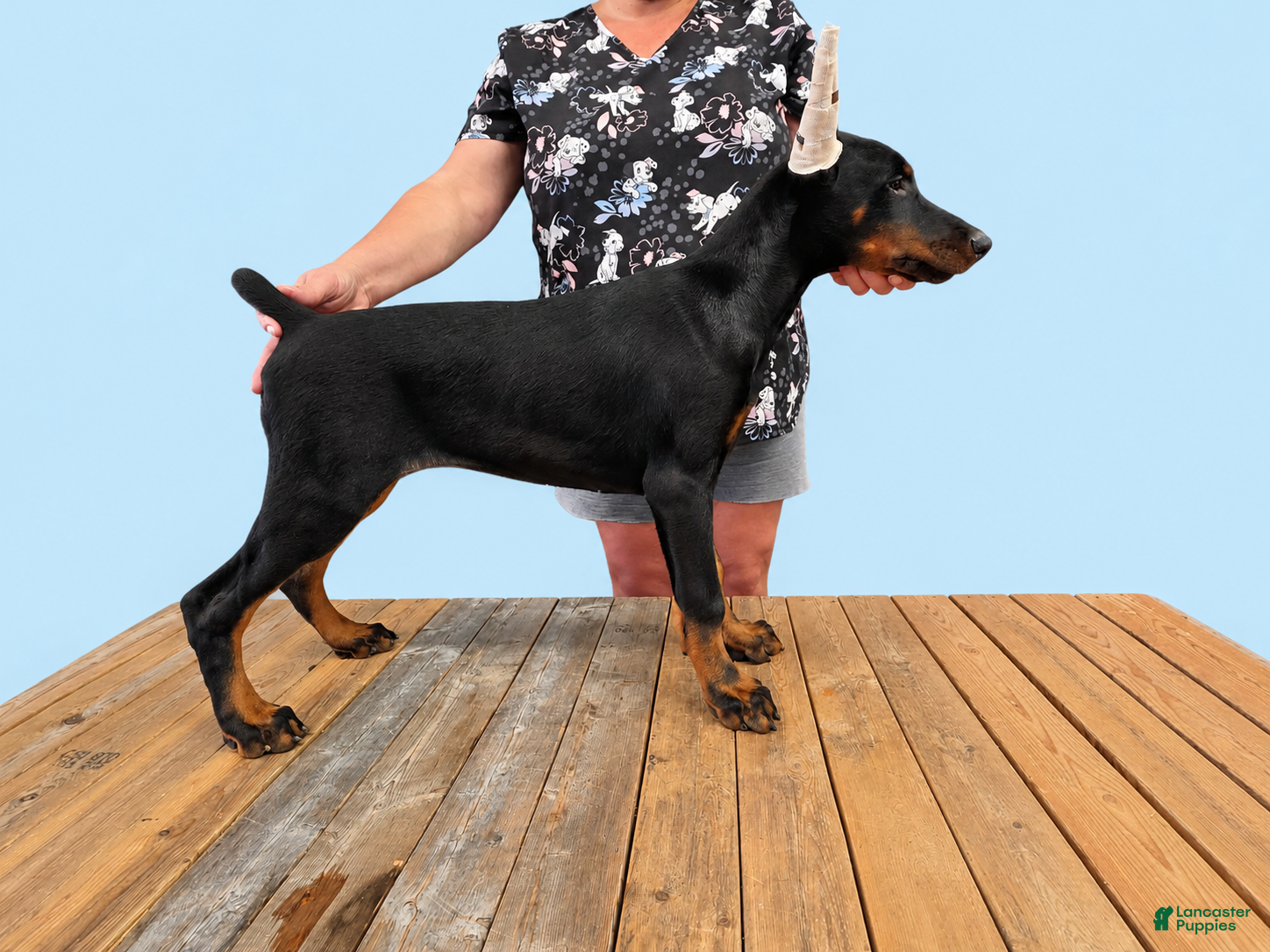 Doberman Pinscher dogs Black Girl - Ad 2