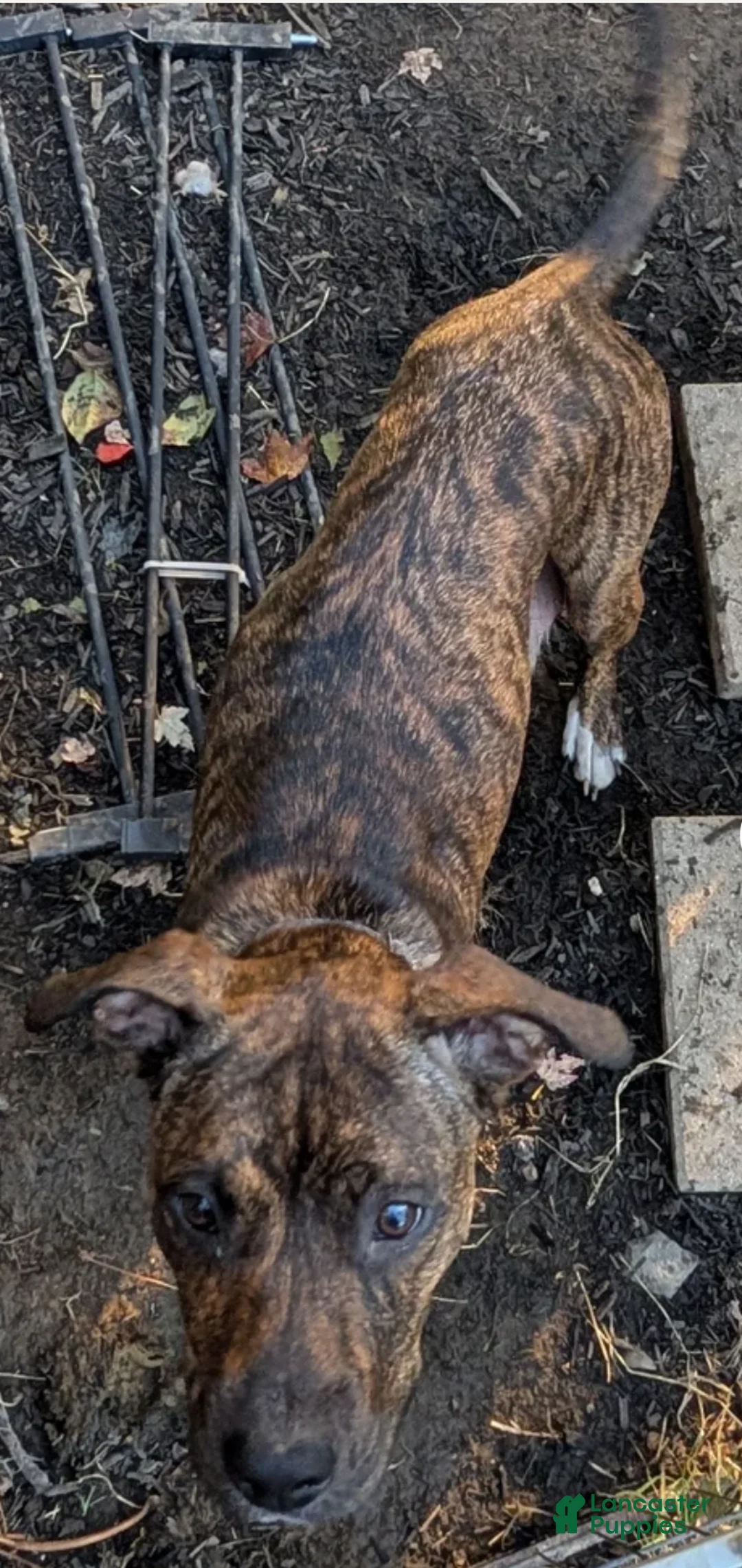 Mixed Breed dogs for sale: Pink collar  - Ad 3