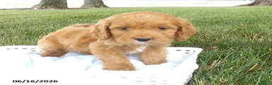 Rex