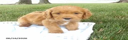 Cockapoo dogs for sale: Rex - Ad 1