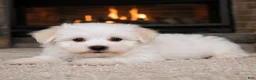 Maltese dogs for sale: Tucker - Ad 4