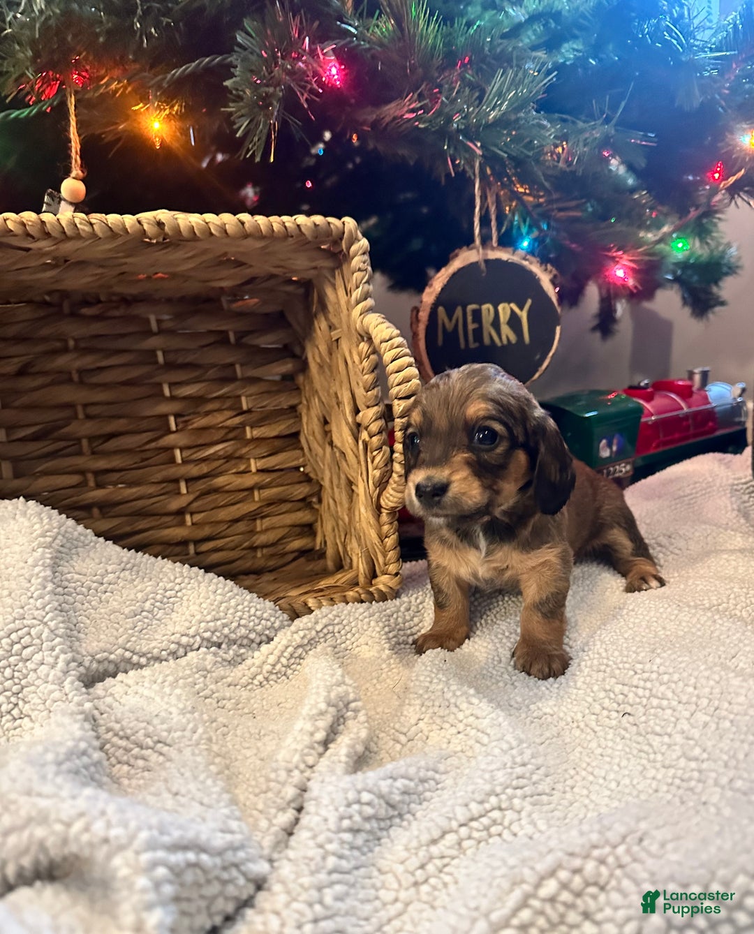 Dachshund dogs for sale: Little Lady 3 - Ad 1