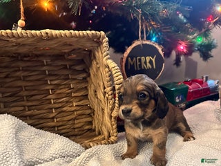 Dachshund dogs Little Lady 3 - Ad 10