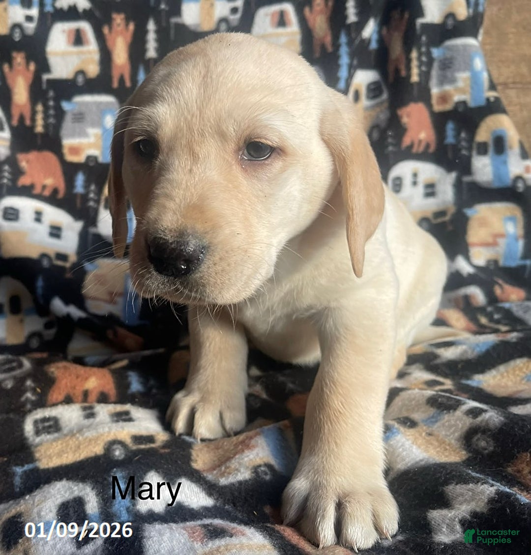 Labrador Retriever dogs for sale: Mary - Ad 1