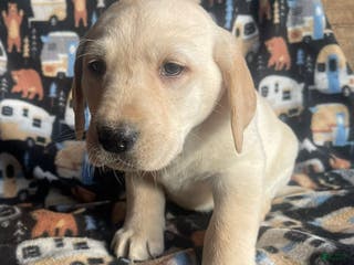 Labrador Retriever dogs Mary - Ad 11