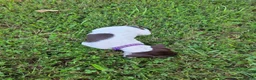 German Shorthaired Pointer dogs for sale: Purple Collar Girl - Ad 1