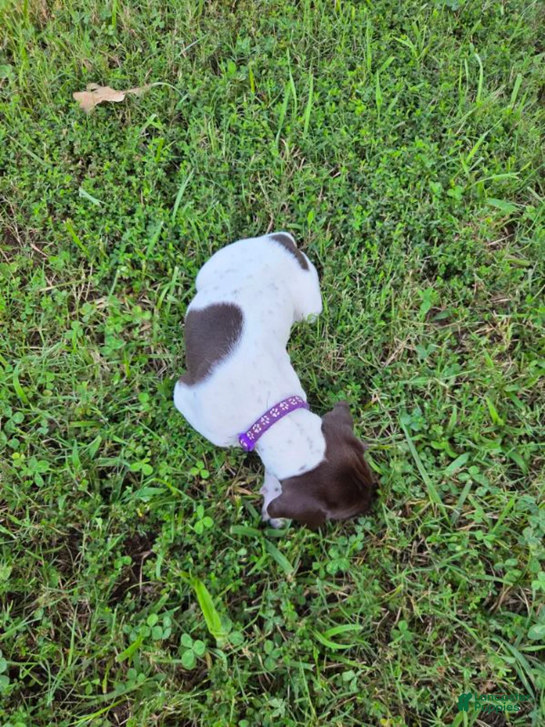 German Shorthaired Pointer dogs for sale: Purple Collar Girl - Ad 1