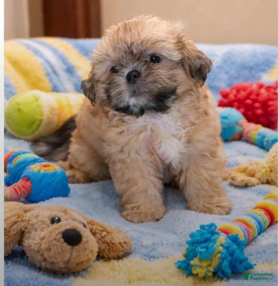 Shih Tzu dogs Shih Tzu Puppy 2 - Ad 9