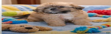Shih Tzu Puppy 2