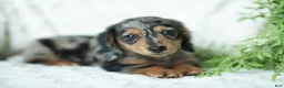 Miniature Dachshund dogs for sale: Pumpkin 🤎 - Ad 1