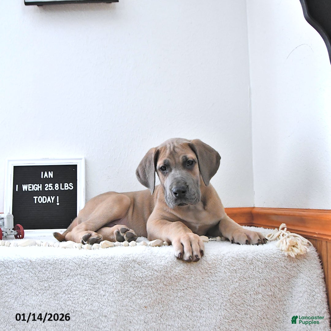 Great Dane dogs for sale: Ian - Ad 5