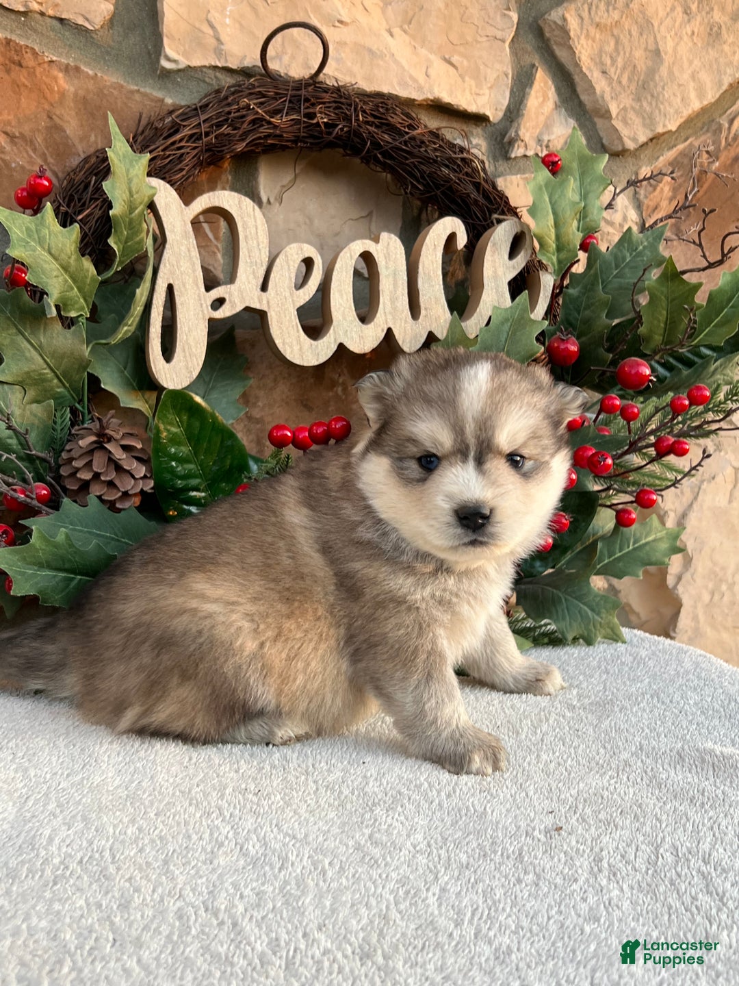 Pomsky dogs for sale: Angel - Ad 1