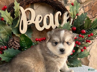 Pomsky dogs Angel - Ad 3