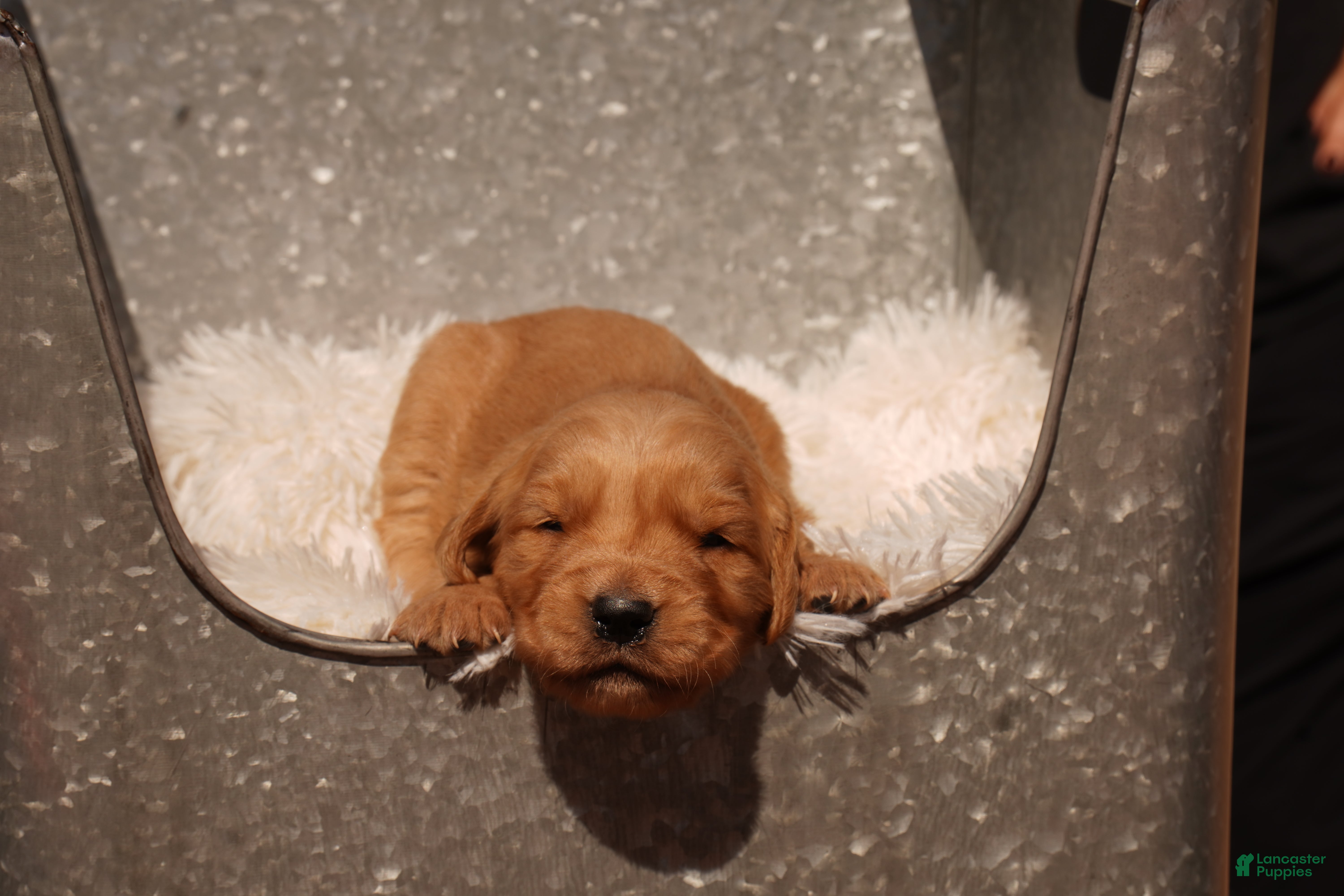 Golden Retriever dogs Liz - AKC, Genetically Clear - Ad 2