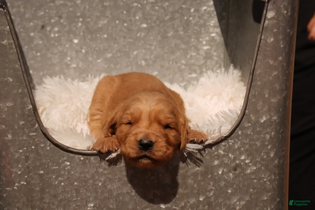 Golden Retriever dogs for sale: Liz - AKC, Genetically Clear - Ad 2